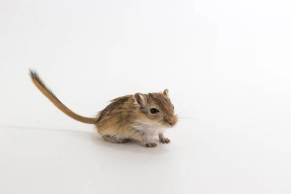 Litter Mongolian gerbil, Desert Rat — Stock Photo, Image