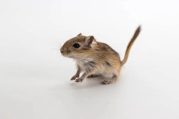 Nest van Mongoolse gerbil, woestijn Rat — Stockfoto