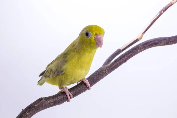 Пастель Зеленая птица Воробьиные попугайчики — стоковое фото