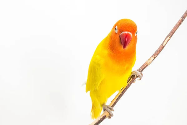 Amarelo Lovebird no ramo — Fotografia de Stock