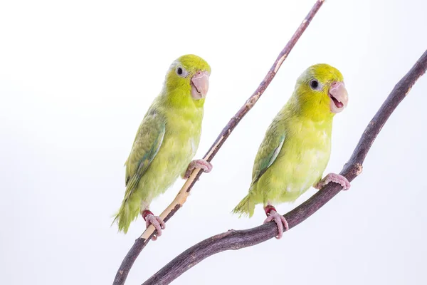 Pastel groene Forpus vogel — Stockfoto