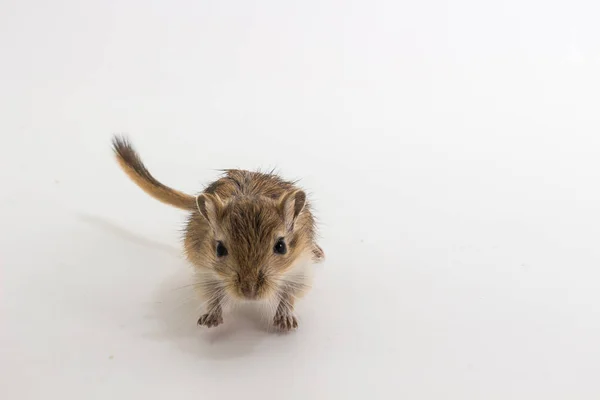 Mongol gerbil, sivatagi patkány szemét — Stock Fotó