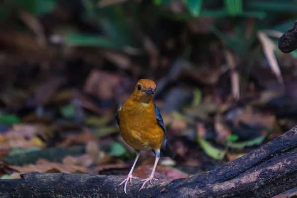 Оранжевоголовий дрізд (Geokichla дроздових) птах — стокове фото