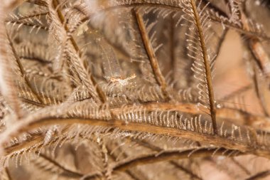 Hydroid üzerinde küçük karides