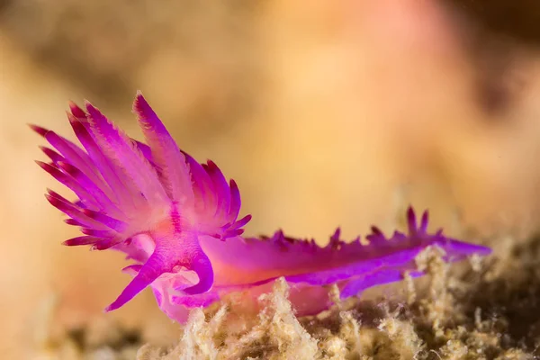 Flabellina rubrolineata nudibranchi, lumaca di mare — Foto Stock