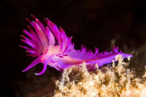 Flabellina rubrolineata Nudibrânquios, lesma do mar — Fotografia de Stock