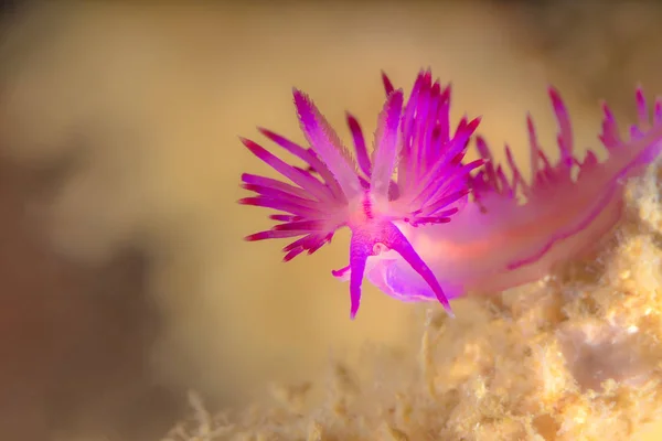 Flabellina rubrolineata Csupaszkopoltyús csigák, tengeri csiga — Stock Fotó