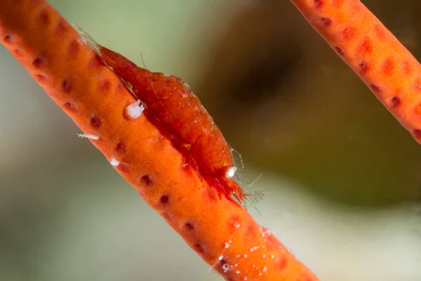 Winzige rote Garnelen auf den Korallen — Stockfoto