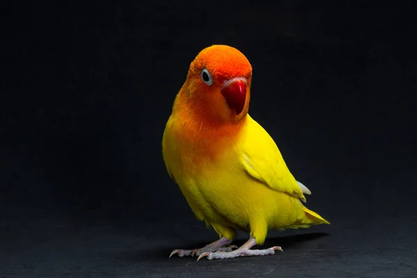 Διπλή κίτρινη Lovebird, πουλί — Φωτογραφία Αρχείου