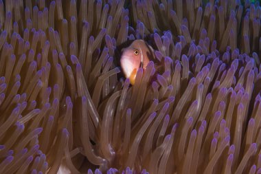 Pembe kokarca palyaço balığı (Amphiprion perideraion)