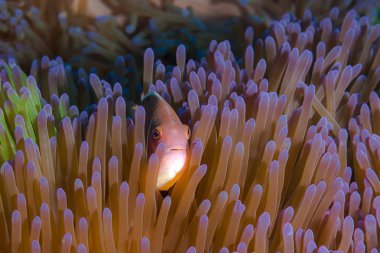 Pembe kokarca palyaço balığı (Amphiprion perideraion)