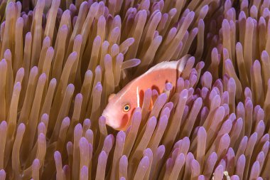 Pembe kokarca palyaço balığı (Amphiprion perideraion)