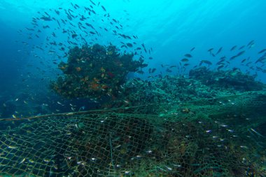 Yasadışı balıkçılık deniz milli park
