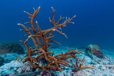 Sert mercan kum üzerinde