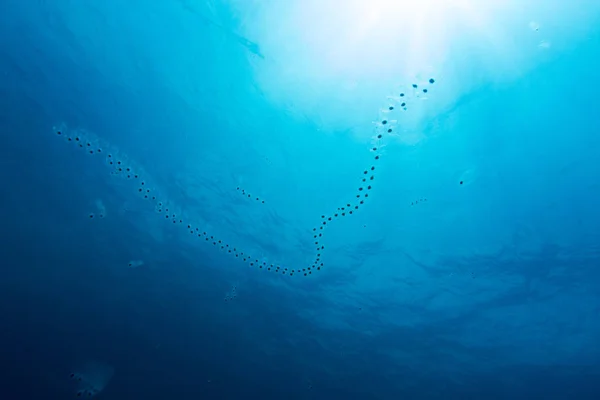 Plancton el viajero del mar — Foto de Stock
