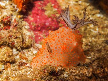 Halgerda batangas Nudibranch, deniz yaratığı