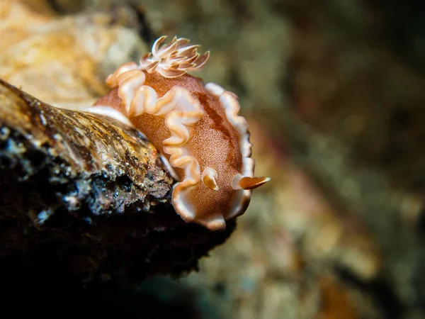 Glossodoris rufomarginata Csupaszkopoltyús csigák, tengeri csiga — Stock Fotó