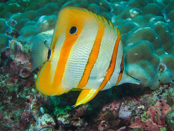Pesce farfalla ramato nella barriera corallina — Foto Stock