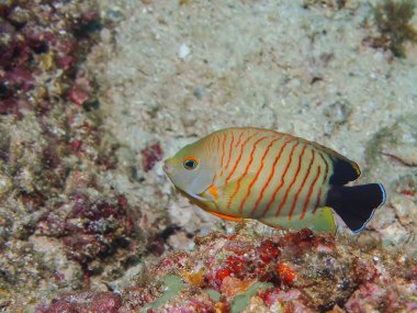 Blacktail Anglefish (Centropyge eibli)