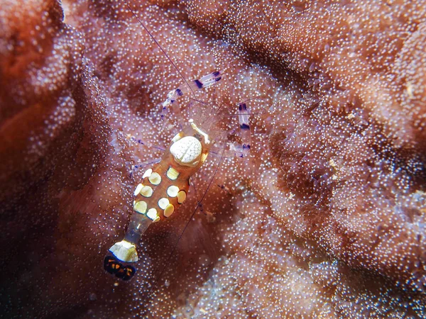 Muhteşem Anemone karides (Ancylomenes magnificus)