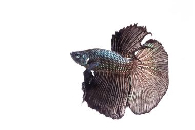 Siyam mücadele balık daha iyi balık