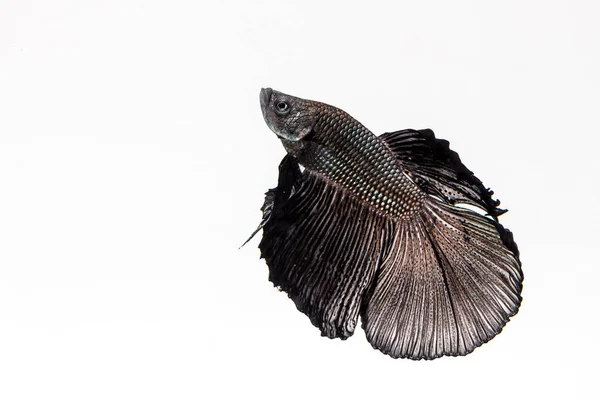 Siyam mücadele balık daha iyi balık — Stok fotoğraf