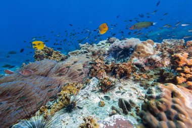 Mercan kayalığı kelebek balık