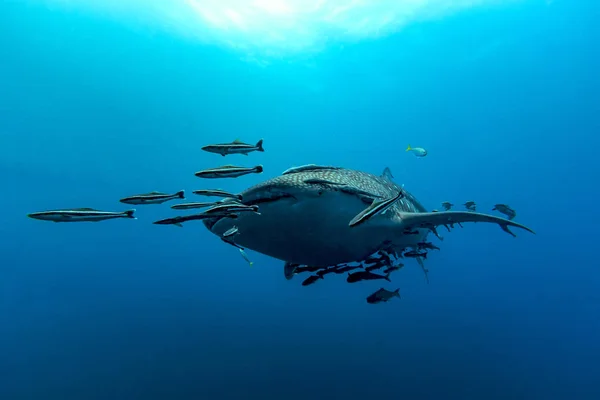 Tiburón ballena (Rhincodon typus) el pez más grande de la familia de los animales — Foto de Stock