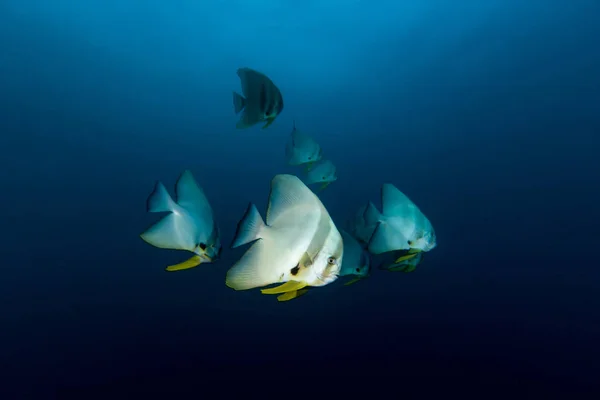 Teira Batfish (Platax teira) en el azul — Foto de Stock