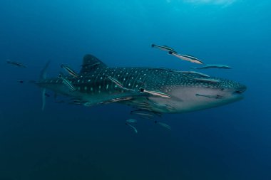 Hayvan kin içinde en büyük balık balina köpek balığı (Rhincodon typus)