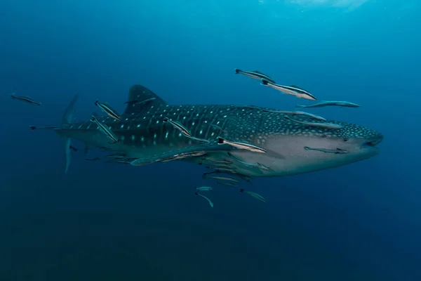 Tiburón ballena (Rhincodon typus) el pez más grande de la familia de los animales — Foto de Stock