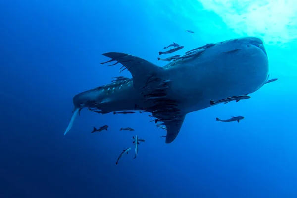 Tiburón ballena (Rhincodon typus) el pez más grande de la familia de los animales — Foto de Stock