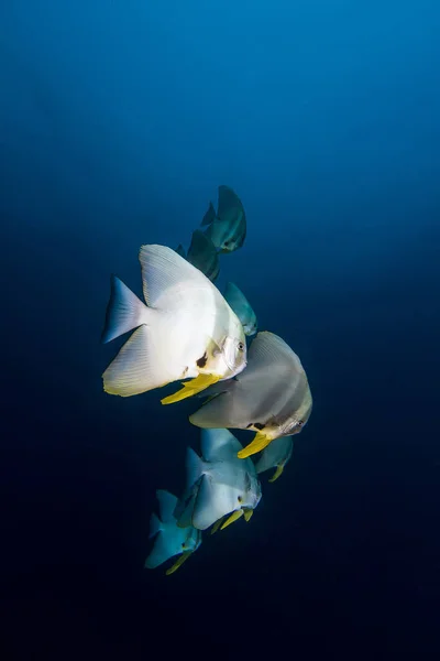 Mavi Teira Batfish (Platax teira)