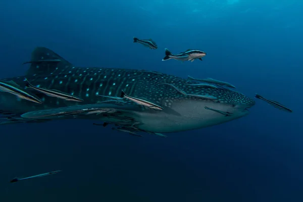 Whale Shark (Rhincodon typus) the largest fish in the animal kin