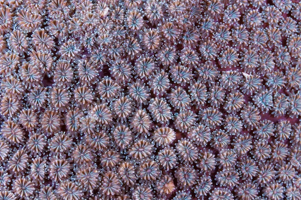サンゴのポリープのパターンと織物 — ストック写真
