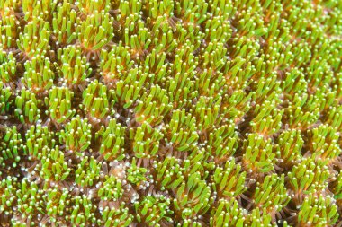 Mercan polipler desen ve doku