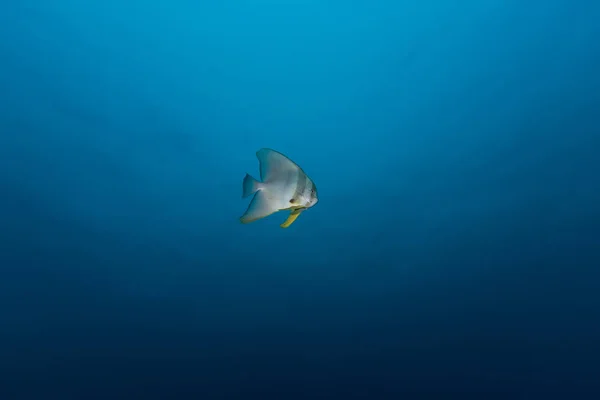 Тейра Батфиш (Platax Batfish) в голубом — стоковое фото