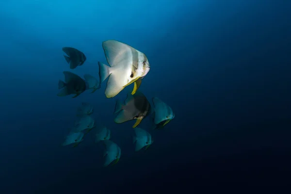 Teira Batfish (Platax teira) στο μπλε — Φωτογραφία Αρχείου