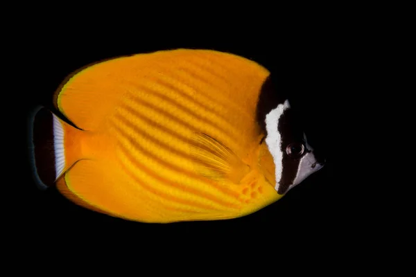Weible's Butterflyfish (Chaetodontidae weibeli) — Stock Photo, Image