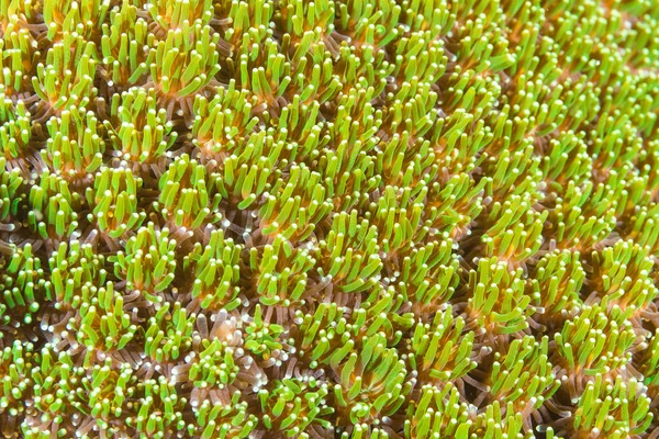 Mercan polipler desen ve doku