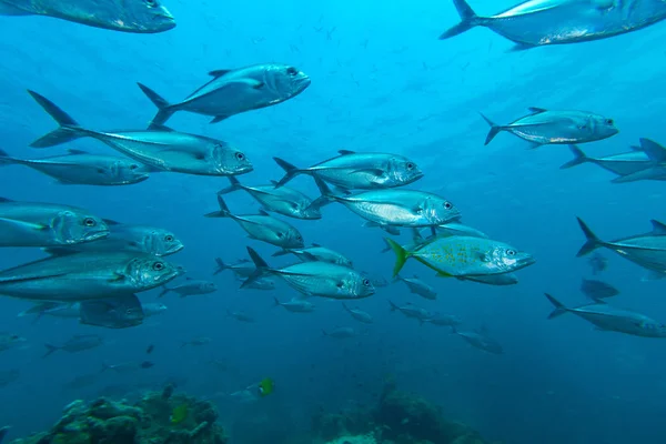 The bigeye trevally ( Caranx sexfasciatus) — Stock Photo, Image