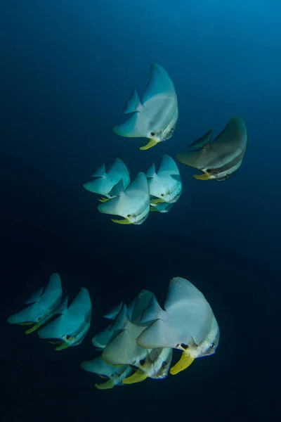 Mavi Teira Batfish (Platax teira)