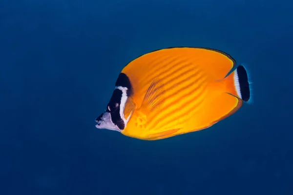 Pez mariposa de Weible (Chaetodontidae weibeli ) — Foto de Stock