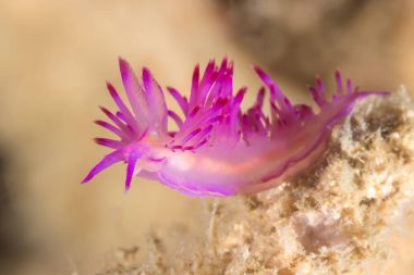 Flabellina rubrolineata Nudibranch, deniz yaratığı