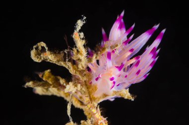 Flabellina rubrolineata Nudibranch, deniz yaratığı