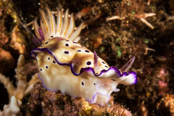 Risbecia pulchella, Nudibranca — Foto Stock