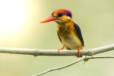 kara sırtlı kingfisher kuş