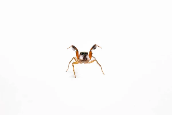 Malý skákací pavouk — Stock fotografie