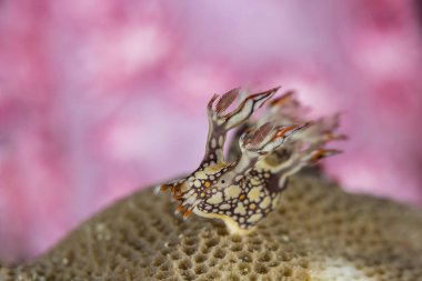 Bornella anguilla, Nudibranch, deniz yaratığı
