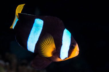 Clark 's Anemonfish (Amphiprion clarkii) 